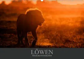 Krutz |  Löwen Wildlife-Fotografien (Wandkalender 2020 DIN A2 quer) | Sonstiges |  Sack Fachmedien