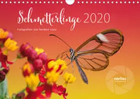 Liesz |  Exotische Schmetterlinge 2020 (Wandkalender 2020 DIN A4 quer) | Sonstiges |  Sack Fachmedien