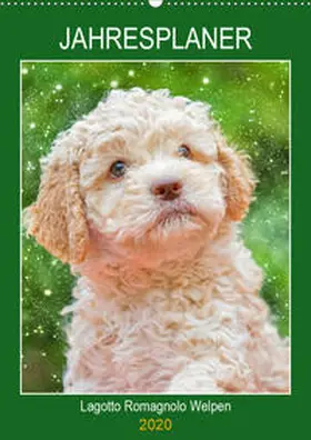 Starick |  Jahresplaner Lagotto Romagnolo Welpen (Wandkalender 2020 DIN A2 hoch) | Sonstiges |  Sack Fachmedien