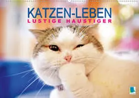 Calvendo / CALVENDO |  Katzen-Leben: Lustiger Haustiger (Wandkalender 2021 DIN A2 quer) | Sonstiges |  Sack Fachmedien