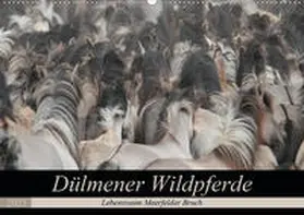 Mielewczyk |  Dülmener Wildpferde - Lebensraum Meerfelder Bruch (Wandkalender 2021 DIN A2 quer) | Sonstiges |  Sack Fachmedien