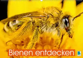 Calvendo / CALVENDO |  Bienen entdecken (Wandkalender 2021 DIN A2 quer) | Sonstiges |  Sack Fachmedien