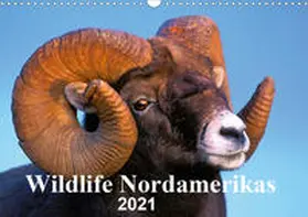 KOPFLE |  Wildlife Nordamerikas 2021 (Wandkalender 2021 DIN A3 quer) | Sonstiges |  Sack Fachmedien