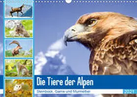Calvendo / CALVENDO |  Tiere der Alpen: Steinbock, Gams und Murmeltier (Wandkalender 2021 DIN A3 quer) | Sonstiges |  Sack Fachmedien