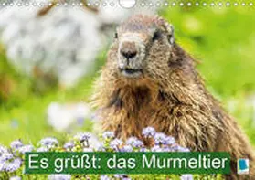 Calvendo / CALVENDO |  Es grüßt: das Murmeltier (Wandkalender 2021 DIN A4 quer) | Sonstiges |  Sack Fachmedien