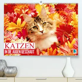 Calvendo / CALVENDO |  Katzen: in die Augen geschaut (Premium, hochwertiger DIN A2 Wandkalender 2021, Kunstdruck in Hochglanz) | Sonstiges |  Sack Fachmedien