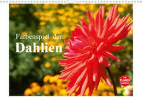 Busch |  Farbenspiel der Dahlien (Wandkalender 2021 DIN A3 quer) | Sonstiges |  Sack Fachmedien
