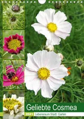 Schilling |  Geliebte Cosmea (Wandkalender 2021 DIN A4 hoch) | Sonstiges |  Sack Fachmedien