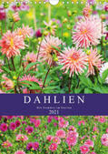 Frost |  Dahlien - Der Sommer im Garten (Wandkalender 2021 DIN A4 hoch) | Sonstiges |  Sack Fachmedien