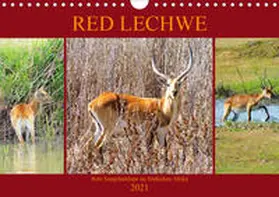 Fraatz |  RED LECHWE Rote Sumpfantilope im Südlichen Afrika (Wandkalender 2021 DIN A4 quer) | Sonstiges |  Sack Fachmedien