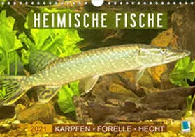 Calvendo / CALVENDO |  Heimische Fische: Karpfen, Forelle, Hecht (Wandkalender 2021 DIN A4 quer) | Sonstiges |  Sack Fachmedien