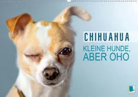 Calvendo / CALVENDO |  Chihuahua: Kleine Hunde, aber oho (Wandkalender 2021 DIN A2 quer) | Sonstiges |  Sack Fachmedien