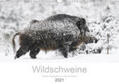 Breuer |  Wildschweine 2021 (Wandkalender 2021 DIN A3 quer) | Sonstiges |  Sack Fachmedien