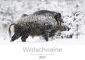 Breuer |  Wildschweine 2021 (Wandkalender 2021 DIN A2 quer) | Sonstiges |  Sack Fachmedien