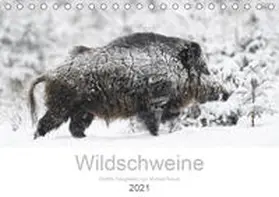Breuer | Wildschweine 2021 (Tischkalender 2021 DIN A5 quer) | Sonstiges | 978-3-672-66354-4 | www.sack.de