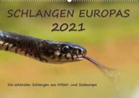 Simlinger | Simlinger, W: Europäische Schlangen (Wandkalender 2021 DIN A | Sonstiges | 978-3-672-68358-0 | sack.de