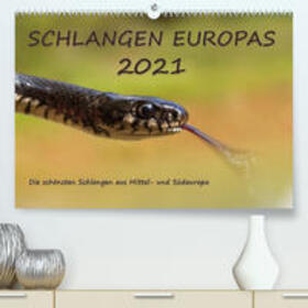 Simlinger | Simlinger, W: Europäische Schlangen (Premium, hochwertiger D | Sonstiges | 978-3-672-68360-3 | sack.de