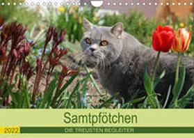 Kraus |  Samtpfötchen - Die treusten Begleiter 2022 (Wandkalender 2022 DIN A4 quer) | Sonstiges |  Sack Fachmedien