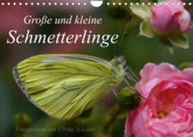 Schäfer |  Schäfer, U: Große und kleine Schmetterlinge (Wandkalender 20 | Sonstiges |  Sack Fachmedien