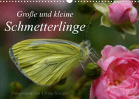 Schäfer |  Schäfer, U: Große und kleine Schmetterlinge (Wandkalender 20 | Sonstiges |  Sack Fachmedien