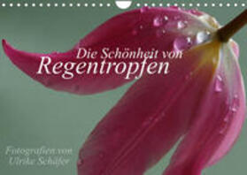 Schäfer |  Schäfer, U: Schönheit von Regentropfen (Wandkalender 2023 DI | Sonstiges |  Sack Fachmedien