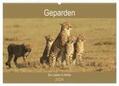 Herzog |  Geparden - Ein Leben in Afrika (Wandkalender 2024 DIN A2 quer), CALVENDO Monatskalender | Sonstiges |  Sack Fachmedien