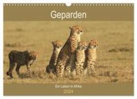 Herzog | Geparden - Ein Leben in Afrika (Wandkalender 2024 DIN A3 quer), CALVENDO Monatskalender | Sonstiges | 978-3-675-57956-9 | sack.de