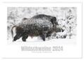 Breuer |  Wildschweine ¿ Wildlife Fotografien (Wandkalender 2024 DIN A2 quer), CALVENDO Monatskalender | Sonstiges |  Sack Fachmedien