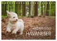 Mayer |  Havaneser - Herz aus Gold (Tischkalender 2024 DIN A5 quer), CALVENDO Monatskalender | Sonstiges |  Sack Fachmedien