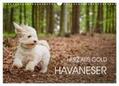Mayer |  Havaneser - Herz aus Gold (Wandkalender 2024 DIN A3 quer), CALVENDO Monatskalender | Sonstiges |  Sack Fachmedien