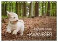 Mayer |  Havaneser - Herz aus Gold (Wandkalender 2024 DIN A4 quer), CALVENDO Monatskalender | Sonstiges |  Sack Fachmedien