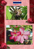 Duthel |  Thai Blumen und Pfanzen Photobuch von Heinz Duthel | eBook | Sack Fachmedien