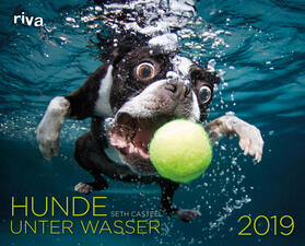 Casteel | Hunde unter Wasser 2019 | Sonstiges | 978-3-7423-0554-1 | www.sack.de