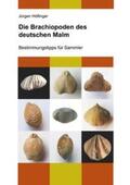 Höflinger |  Die Brachiopoden des deutschen Malm | Buch |  Sack Fachmedien