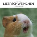 Müller |  Meerschweinchen | Buch |  Sack Fachmedien