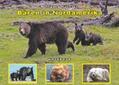 Förster |  Bären in Nordamerika | Buch |  Sack Fachmedien