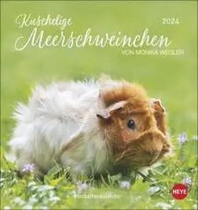  Kuschelige Meerschweinchen Postkartenkalender 2024 von Monika Wegler. Kleiner Kalender mit Porträts der putzigen Nager. Jeden Monat eine neue Postkarte aus dem Fotokalender. | Sonstiges |  Sack Fachmedien