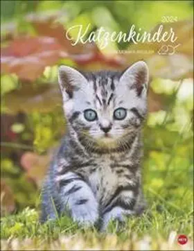  Katzenkinder Posterkalender 2024 von Monika Wegler. Unwiderstehliche Katzenbabys im Porträt. Ein großer Wandkalender mit vielen Fotos und Geschichten. Dekorativer Katzen-Kalender. | Sonstiges |  Sack Fachmedien