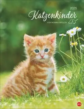 Katzenkinder Posterkalender 2025 | Sonstiges | 978-3-7564-0530-5 | www.sack.de