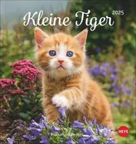  Katzen Postkartenkalender Kleine Tiger 2025 | Sonstiges |  Sack Fachmedien