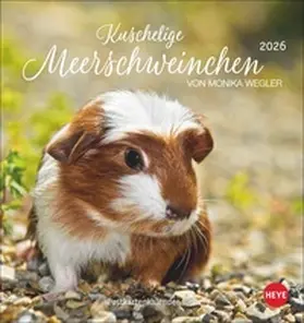  Kuschelige Meerschweinchen Postkartenkalender 2026 | Sonstiges |  Sack Fachmedien