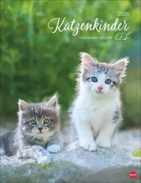  Katzenkinder Posterkalender 2026 | Sonstiges |  Sack Fachmedien