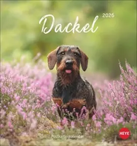  Dackel Postkartenkalender 2026 | Sonstiges |  Sack Fachmedien