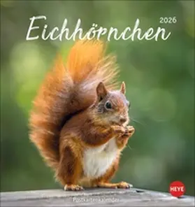 Heye |  Eichhörnchen Postkartenkalender 2026 | Sonstiges |  Sack Fachmedien