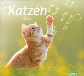 Heye |  times&more Katzen Bildkalender 2026 | Sonstiges |  Sack Fachmedien