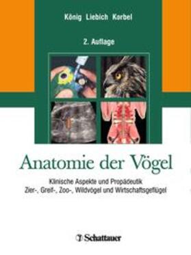 König / Korbel / Liebich | Anatomie der Vögel | Buch | sack.de