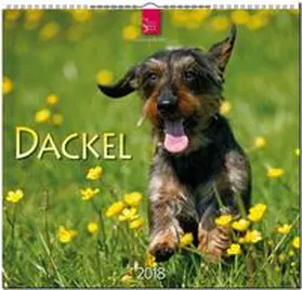 DACKEL | Sonstiges | 978-3-8003-5768-0 | www.sack.de