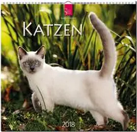KATZEN | Sonstiges | 978-3-8003-5775-8 | sack.de