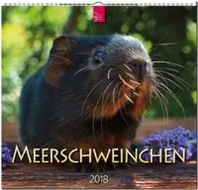 MEERSCHWEINCHEN | Sonstiges | 978-3-8003-5778-9 | www.sack.de