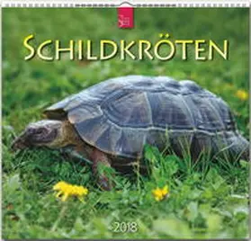 SCHILDKRÖTEN | Sonstiges | 978-3-8003-5789-5 | www.sack.de